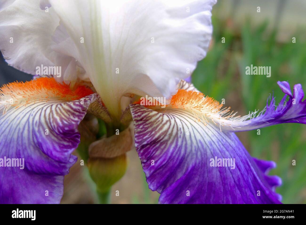 Große bärtige Iris (Iris barbata-elatior), Kultivar „Crow's Feet“ Stockfoto