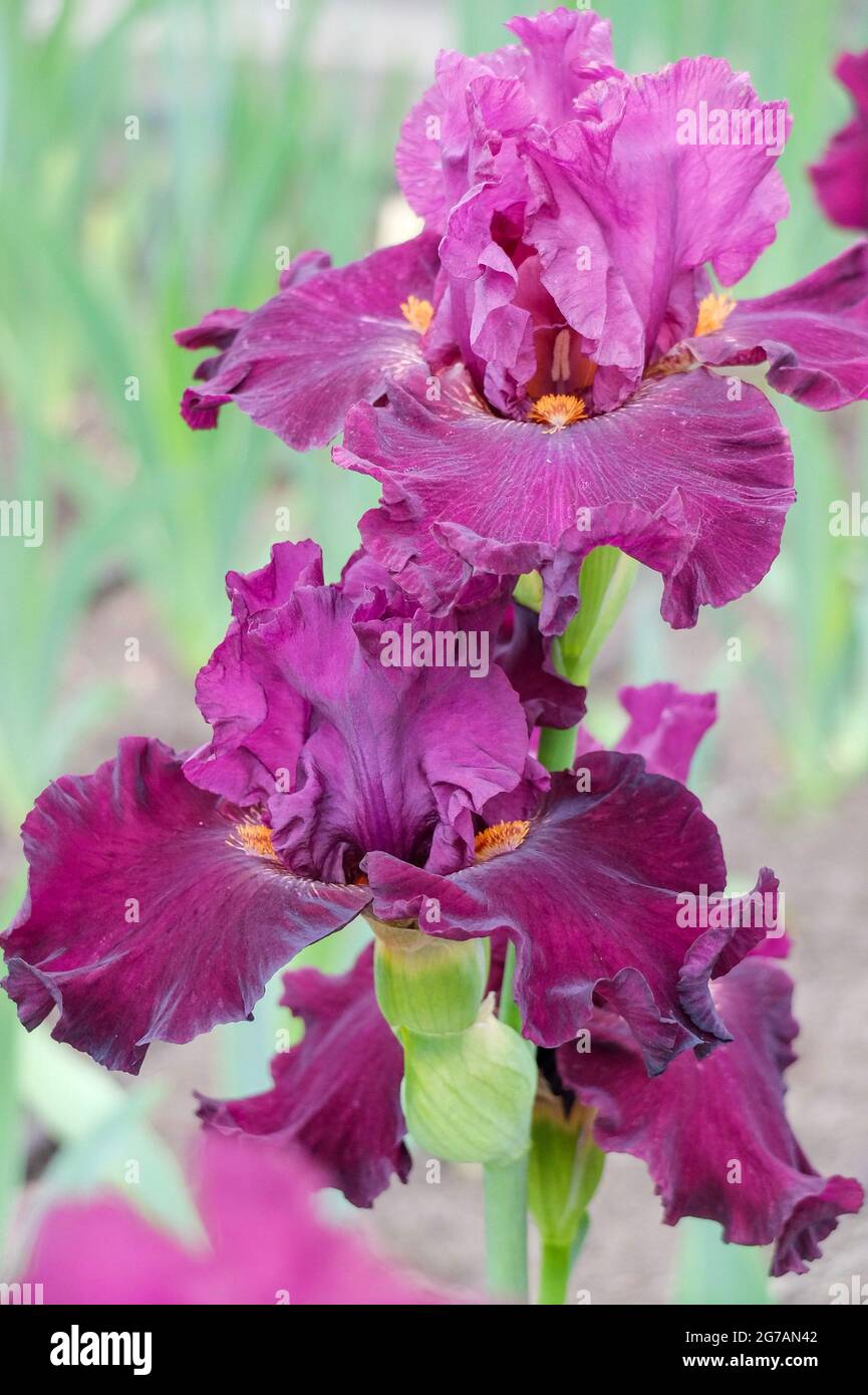 Große bärtige Iris (Iris barbata-elatior), Sorte 'Cracklin Rosie' Stockfoto