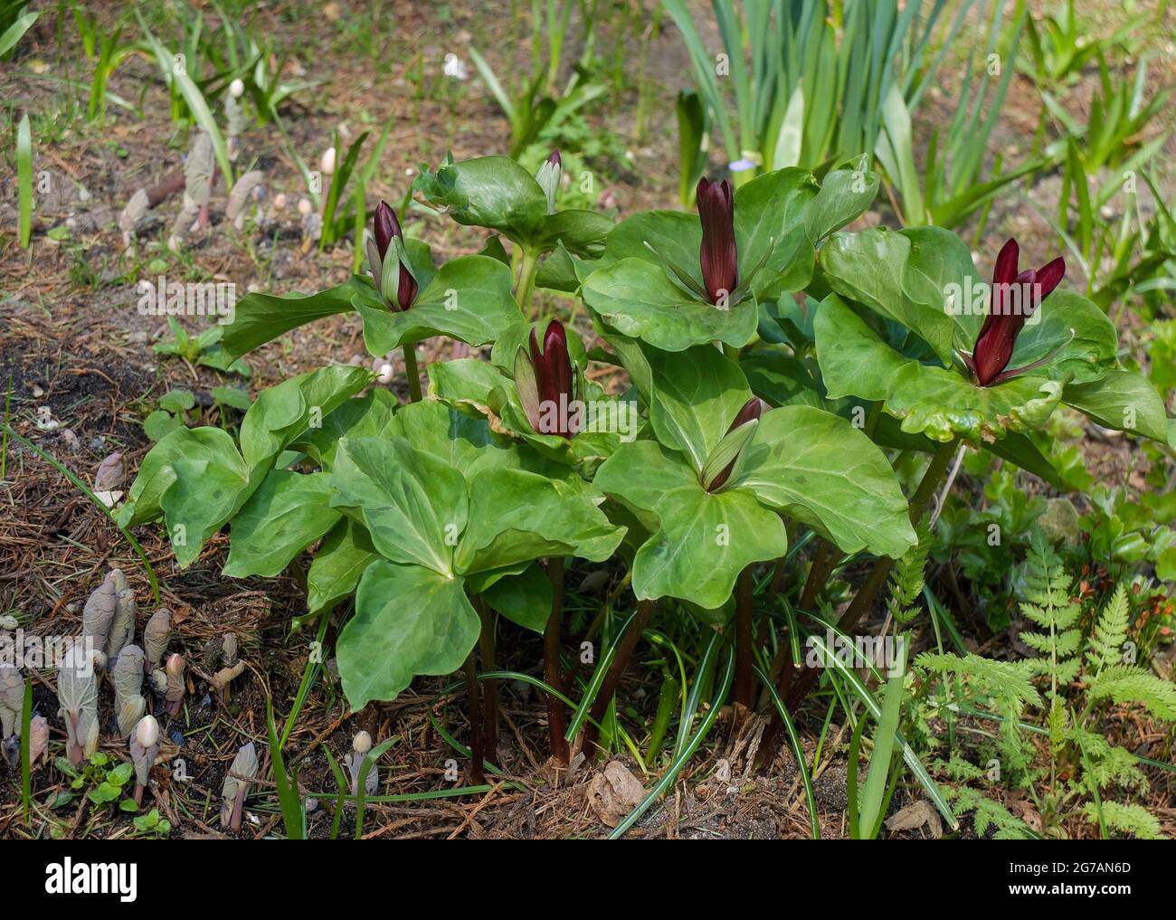 Trefoil (Trillium sessile) „rubrum“ Stockfoto