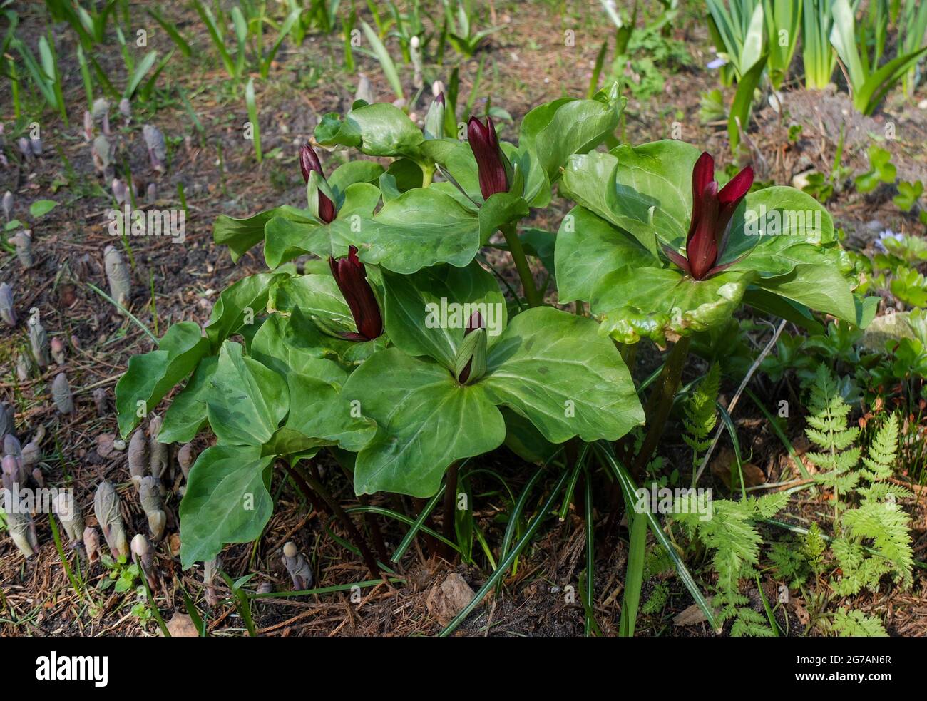 Trefoil (Trillium sessile) „rubrum“ Stockfoto