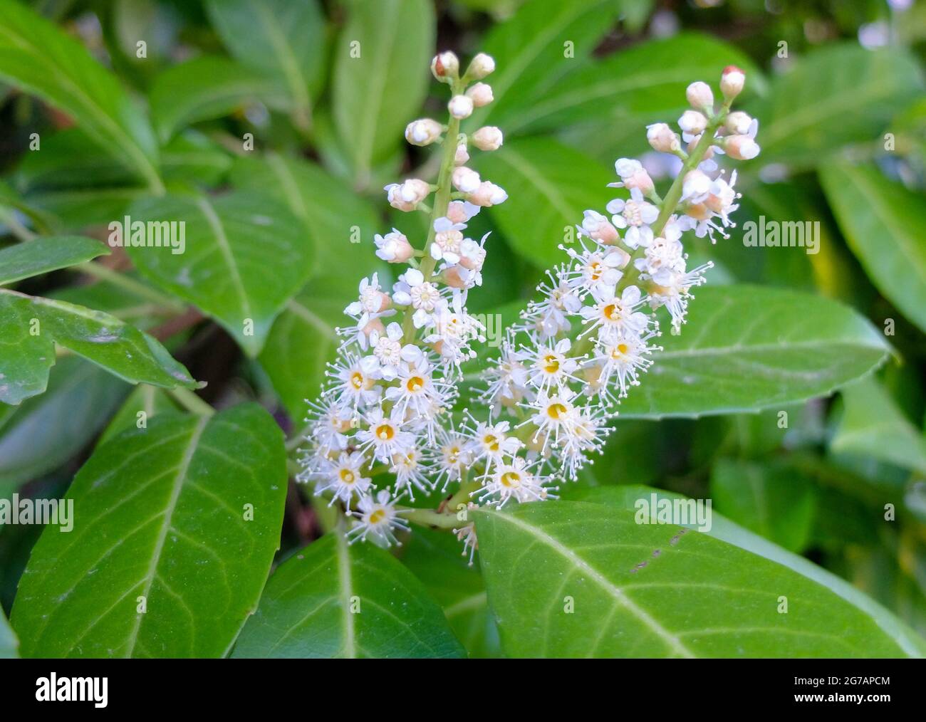 Die Lorbeerkirsche (Prunus laurocerasus) „Kirsche Lorbeer“ Stockfoto