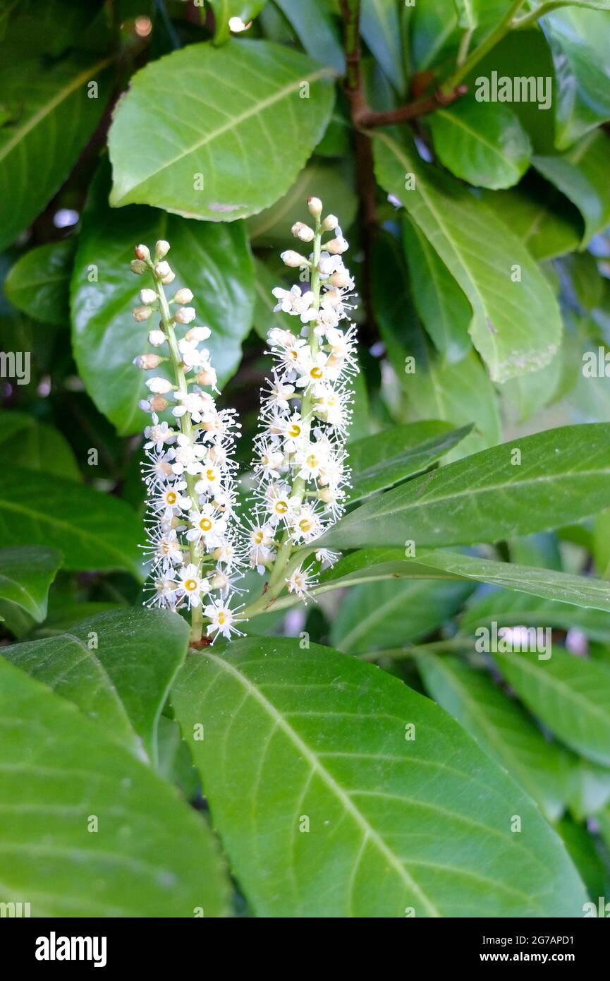 Die Lorbeerkirsche (Prunus laurocerasus) „Kirsche Lorbeer“ Stockfoto