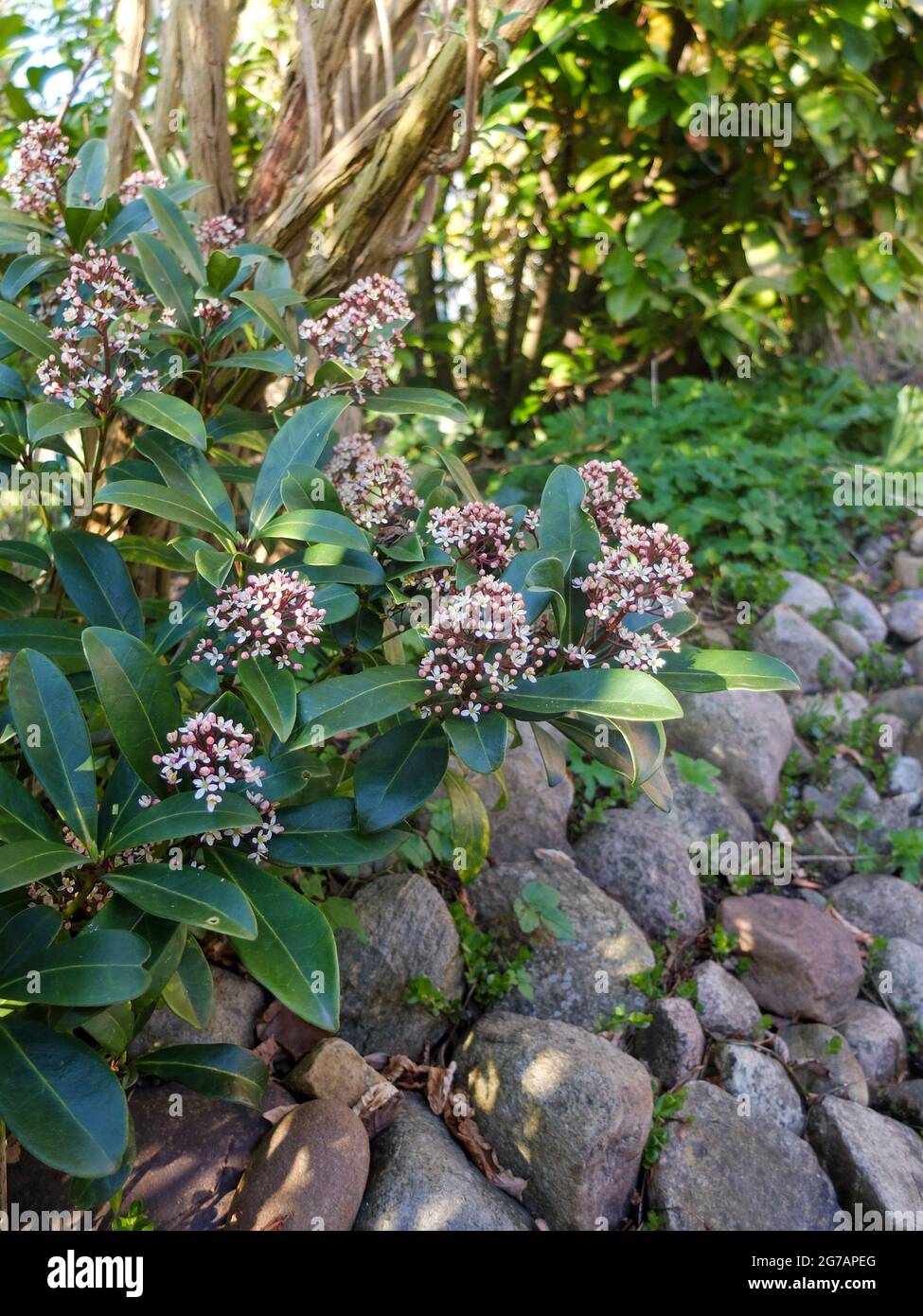 Die japanische Skimmia 'Rubella' (Skimmia japonica) Stockfoto