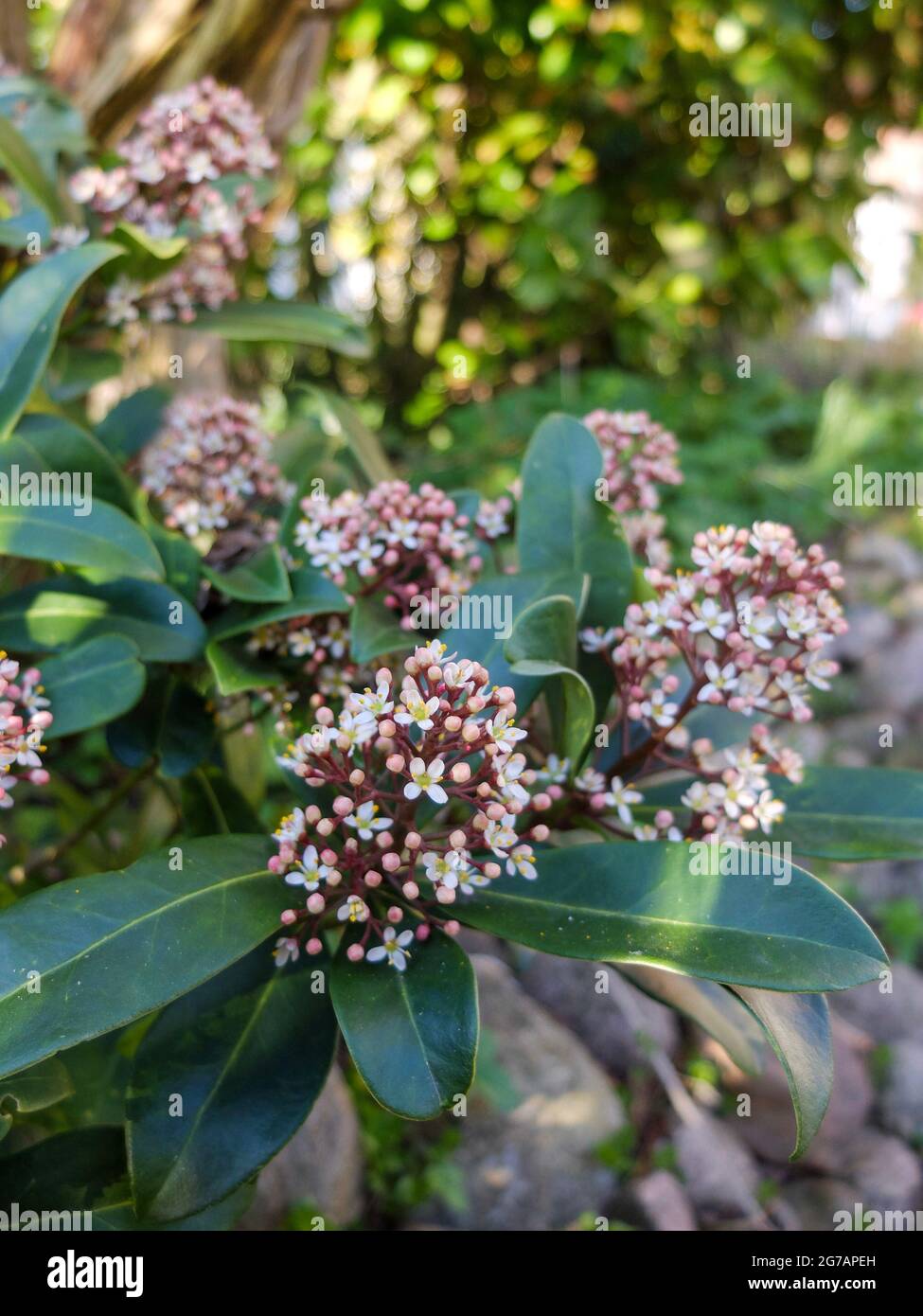Die japanische Skimmia 'Rubella' (Skimmia japonica) Stockfoto