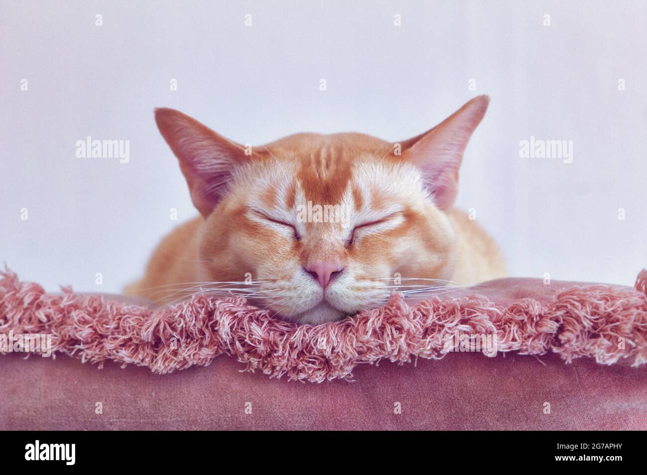 Katze schläft auf einem weichen rosa Kissen Stockfoto