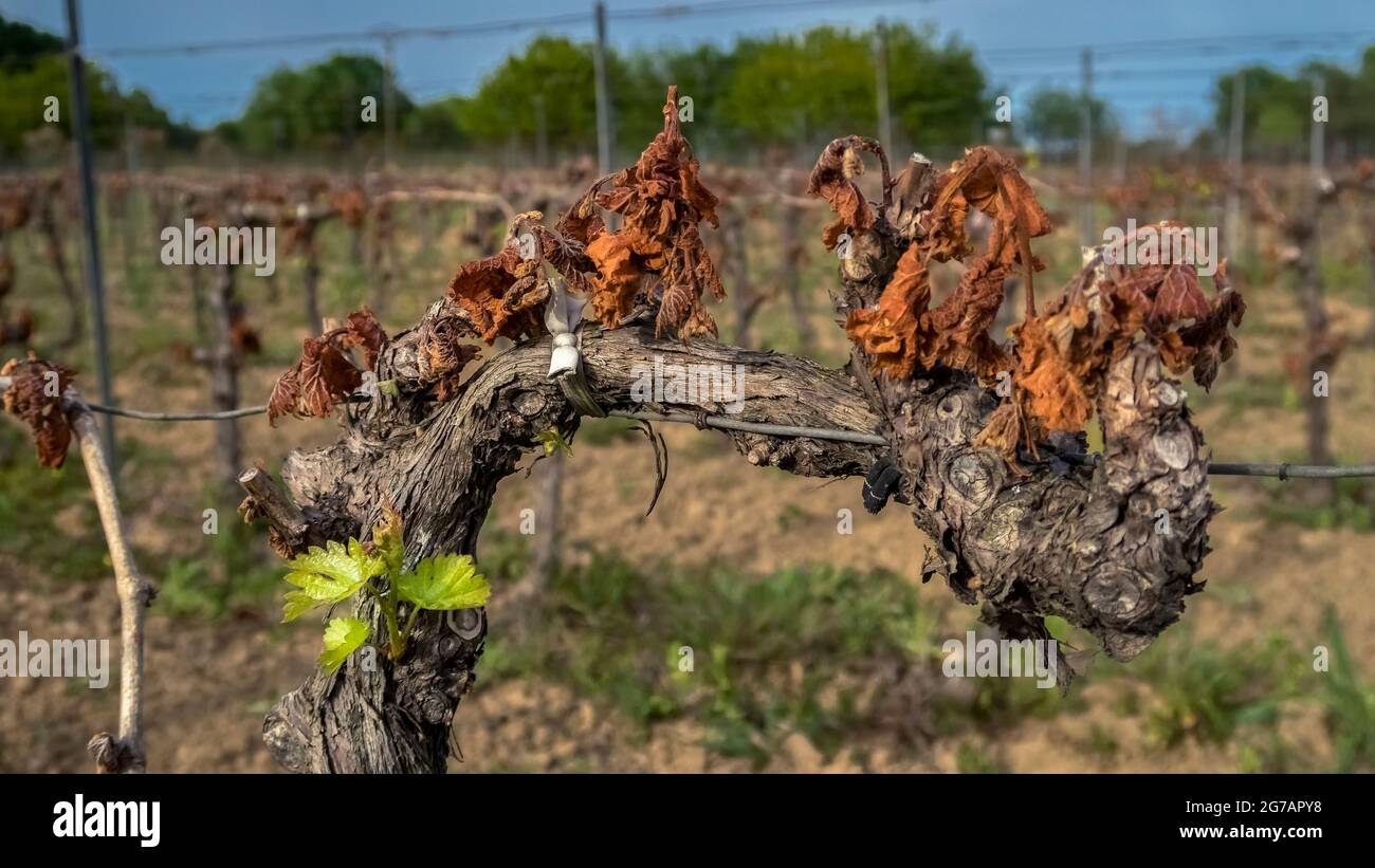 Frostschäden an einer Weinrebe in der Nähe von Fleury d'Aude im Frühjahr. Stockfoto