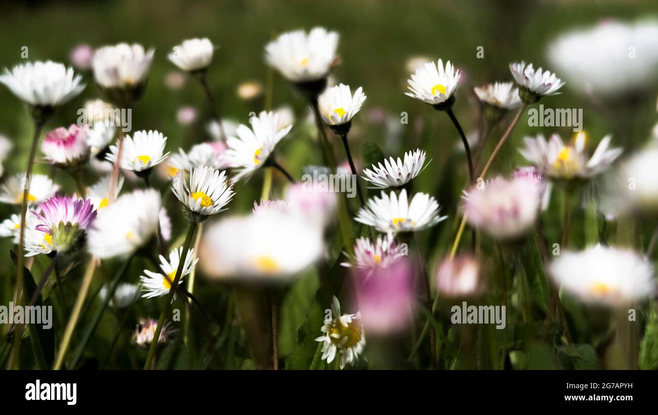 Wiese mit Gänseblümchen in Fleury d'Aude im Frühjahr. Stockfoto