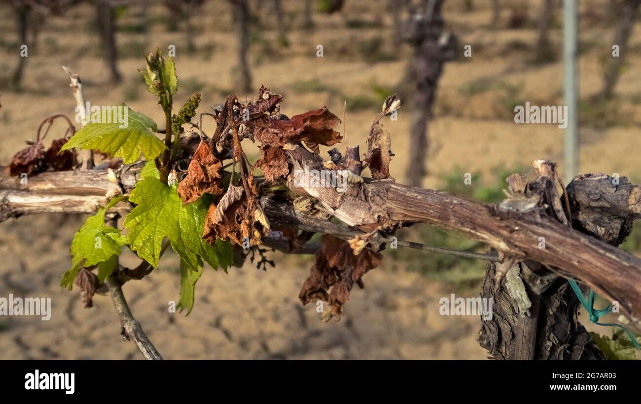 Frostschäden an einer Weinrebe in der Nähe von Fleury d'Aude im Frühjahr. Stockfoto
