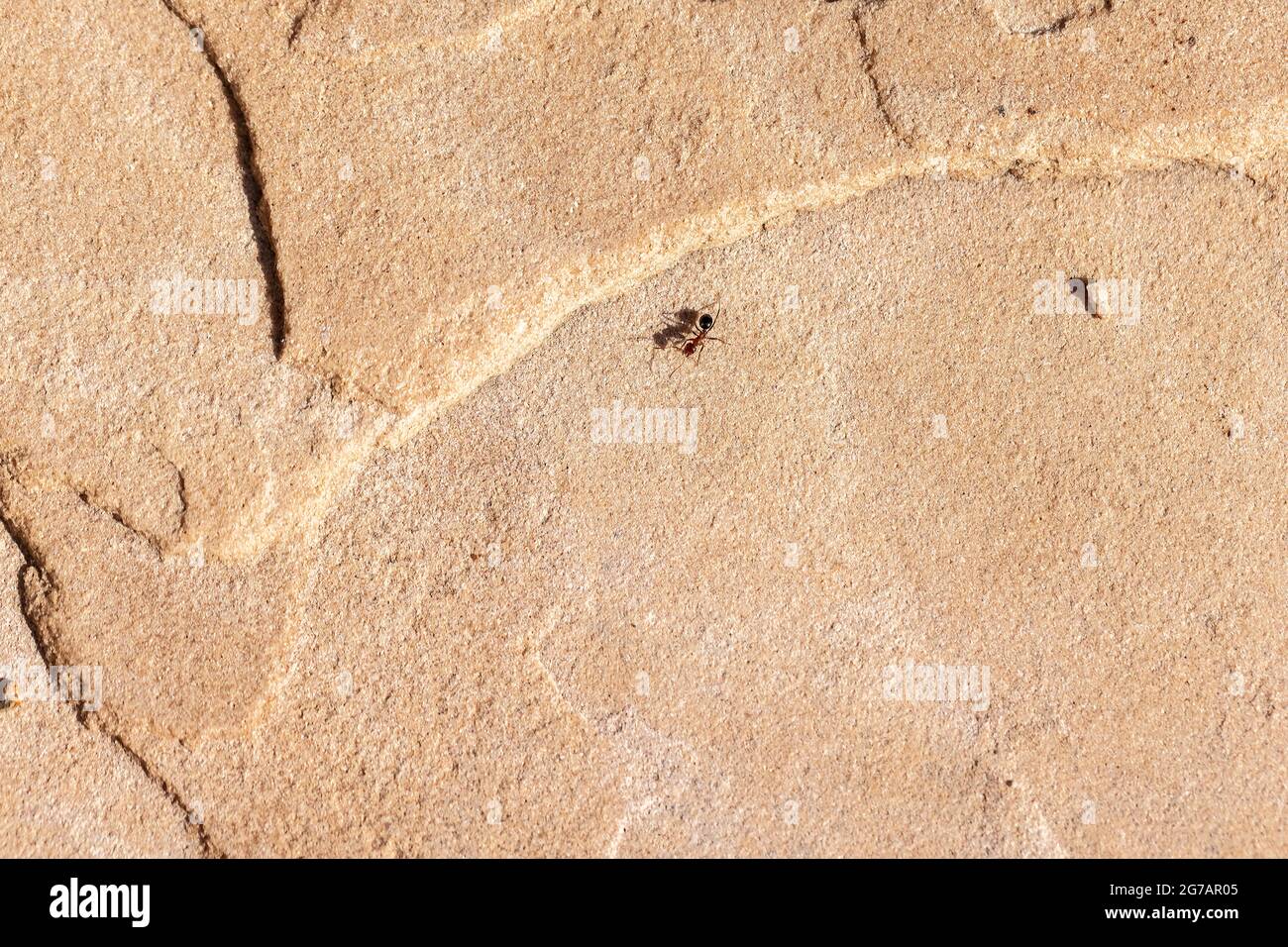 Rot-schwarze Formica-Ameise, die an einem Sommertag in Arizona auf einem Steinboden läuft Stockfoto