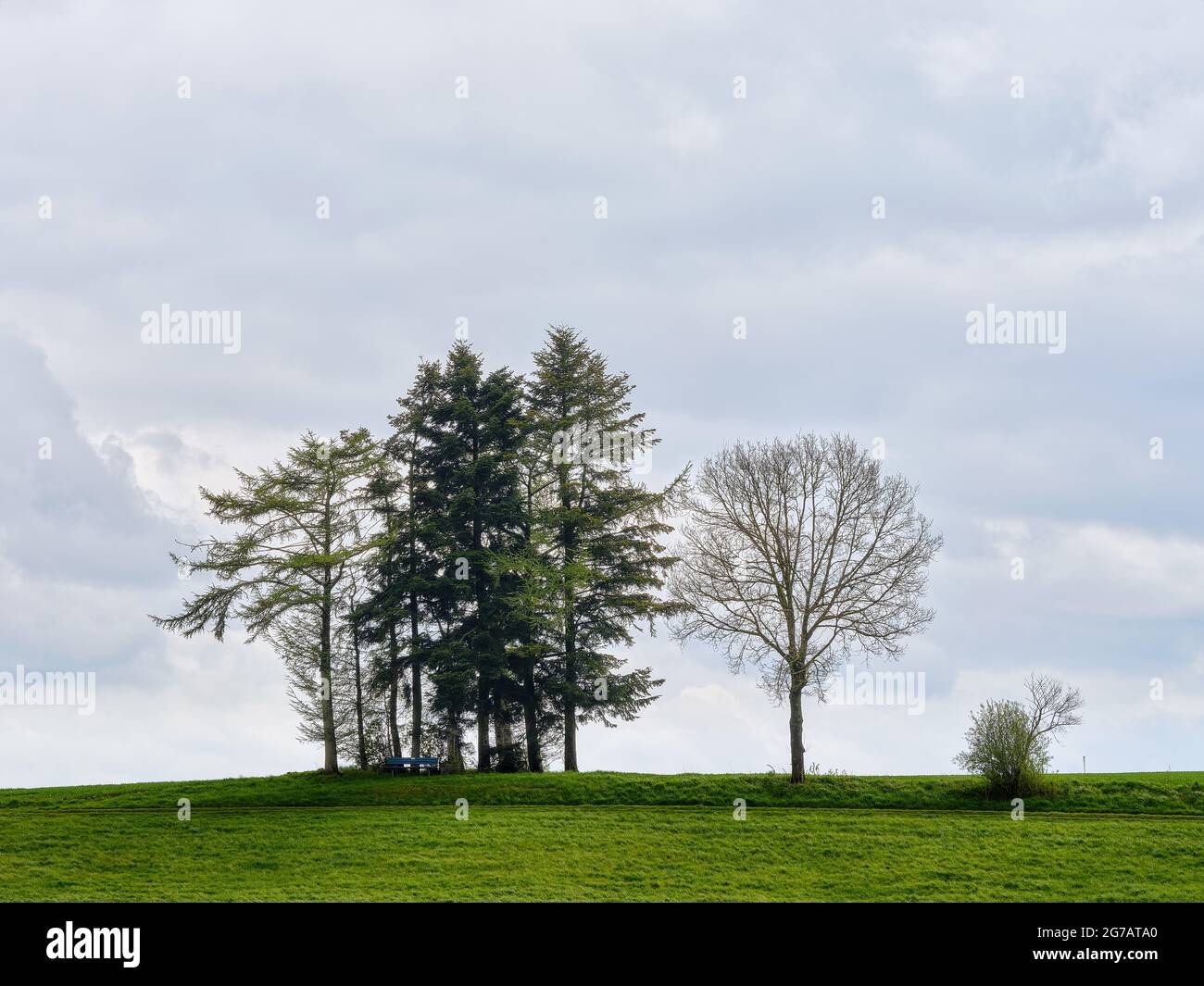 Reihe von Bäumen, Bäumen, Feld, Grasland Stockfoto