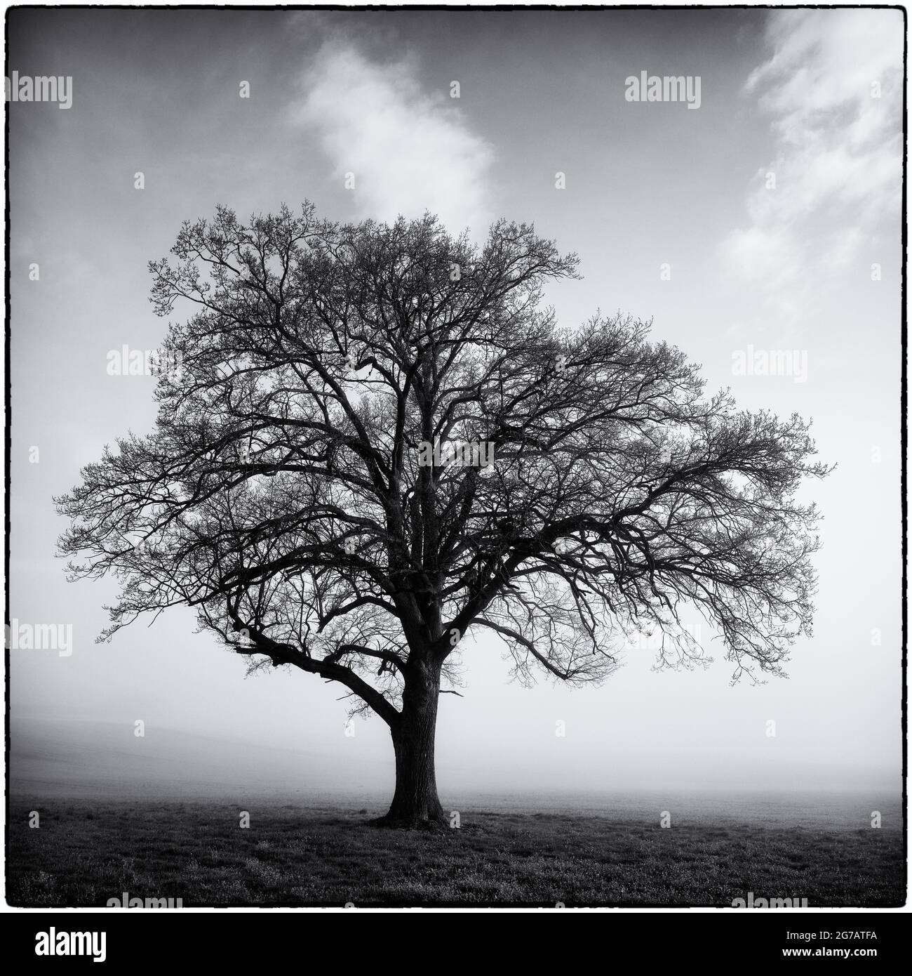 Baum, einsam, einsamer Baum, Grünland, Wiese, Nebel Stockfoto