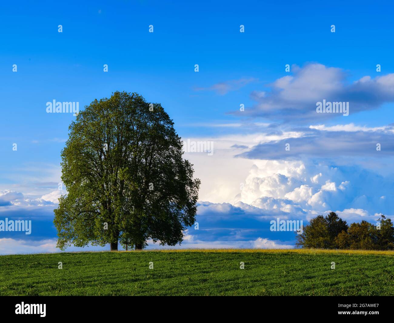 Wegkreuz, Lindenbaum, Baum, Laubbaum, Baumgruppe, Feld, Ackerland, Naturpark, Gewitterstimmung, Gewitterwolken, Clouds, Cloud-Bank Stockfoto