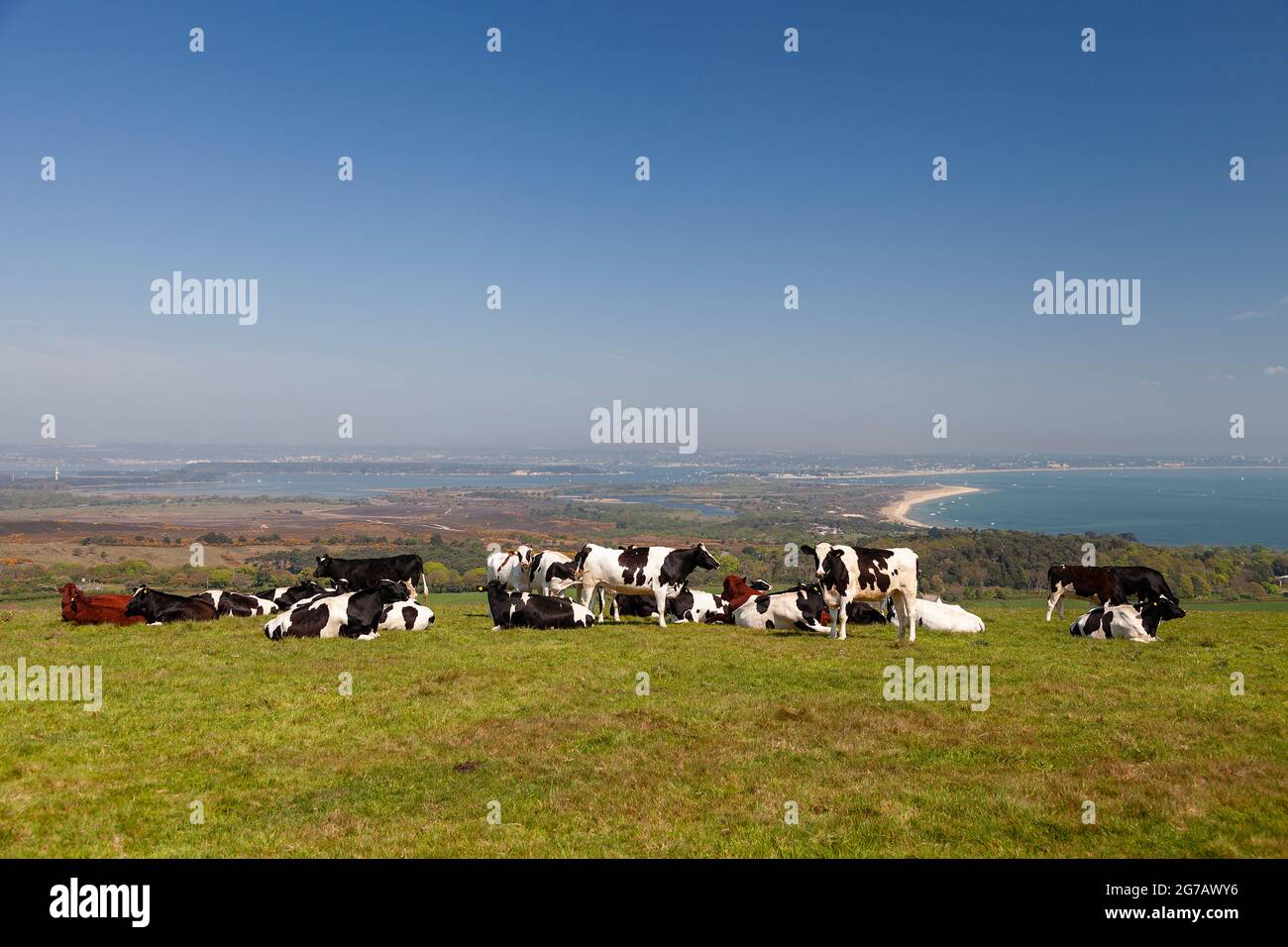 Eine Herde Kühe grasen auf den Feldern von Dorset in der Nähe der Stadt Swanage. Stockfoto