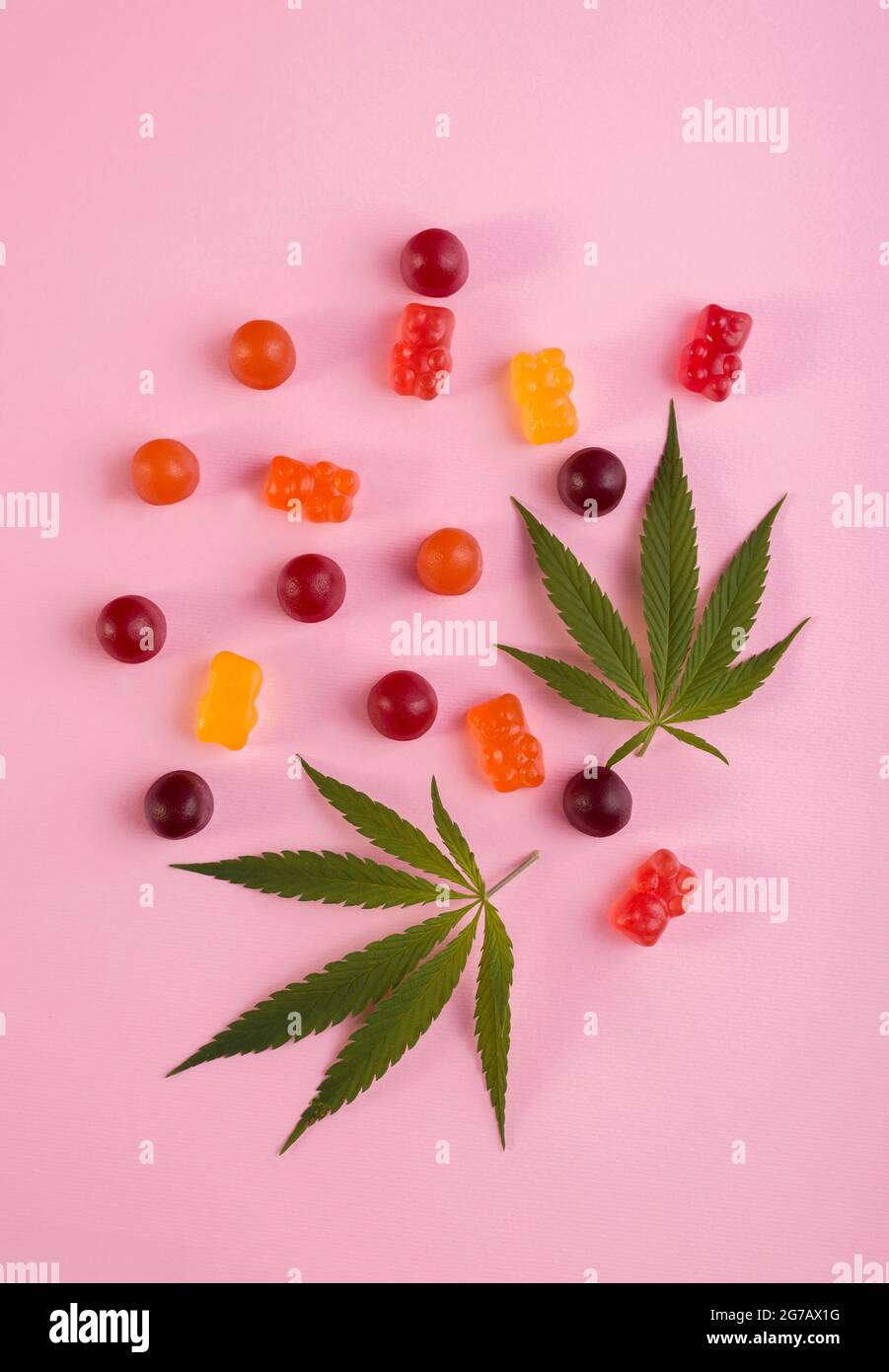 Gummibären aus Cannabis Medizinisches Marihuana mit frischem grünen Cannabisblatt vor rosa Hintergrund. CBD und THC Medizinprodukt. Stockfoto