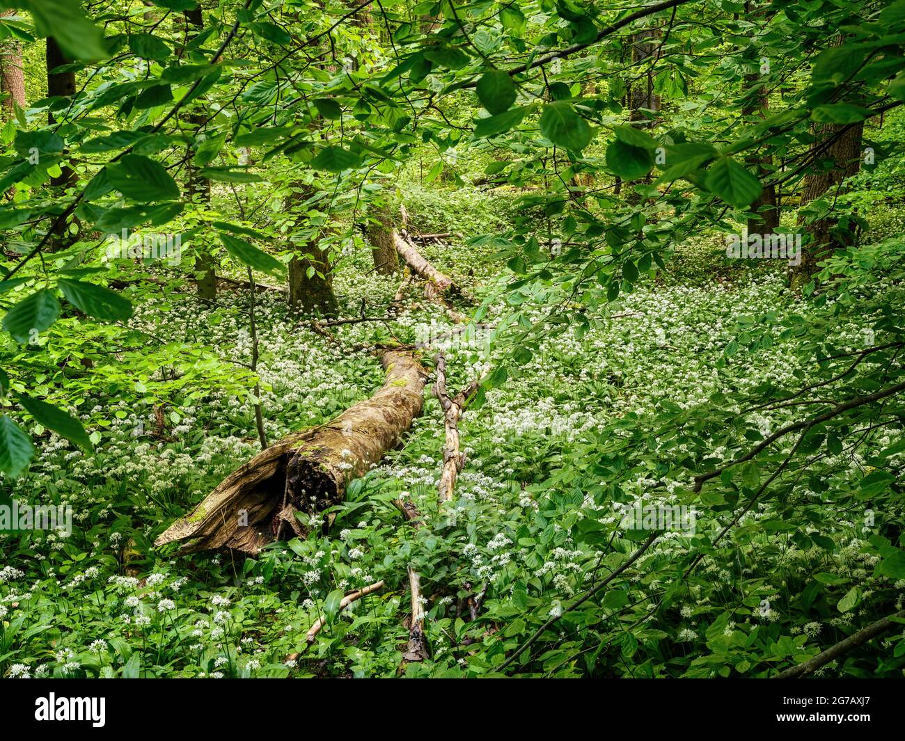 Buche, Laubwald, Wald, Buchenwald, Urwald, Buchenurwald, Bärlauch, Totholz, Nationalpark, UNESCO-Weltkulturerbe, UNESCO-Weltkulturerbe, Weltkulturerbe, Naturschutzgebiet, Rundwanderweg, Rennsteig, Naturpark, größte zusammenhängende Laubwaldfläche in Deutschland Stockfoto