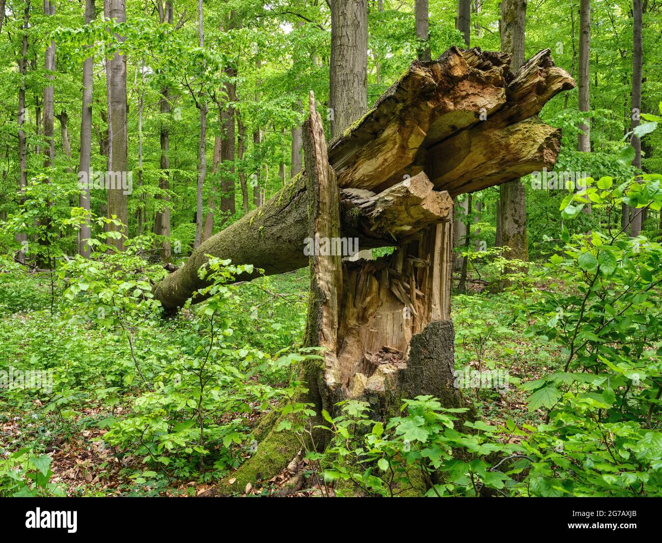 Buche, Laubwald, Wald, Buchenwald, Urwald, Buchenurwald, Bärlauch, Totholz, Nationalpark, UNESCO-Weltkulturerbe, UNESCO-Weltkulturerbe, Weltkulturerbe, Naturschutzgebiet, Rundwanderweg, Rennsteig, Naturpark, größte zusammenhängende Laubwaldfläche in Deutschland Stockfoto