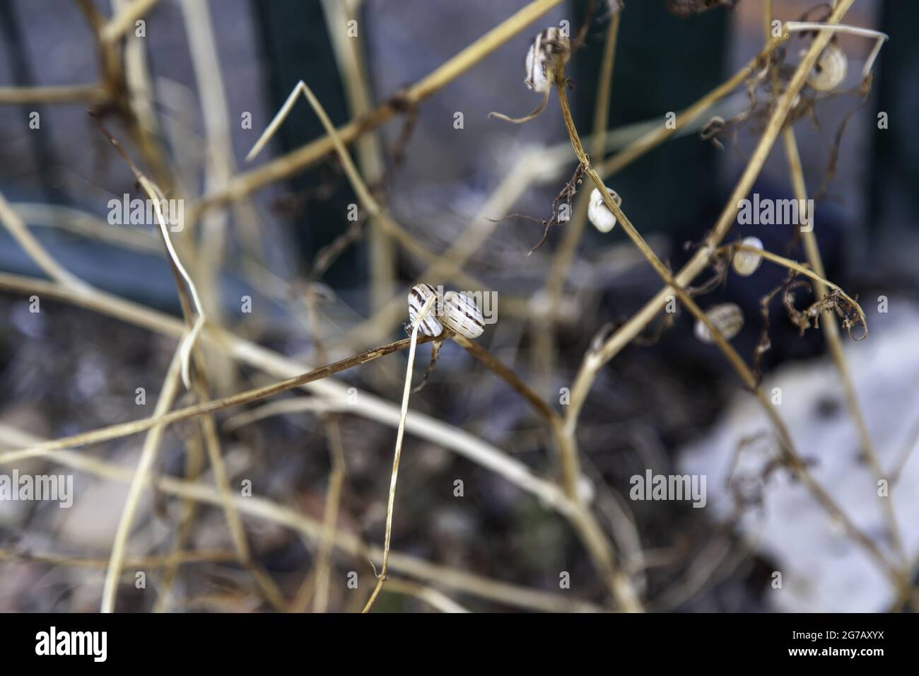 Detail der Tiere in der Natur, Wirbellose Stockfoto