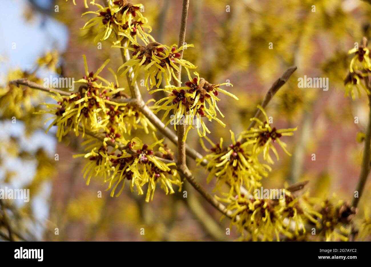 Gelbe Hexenhasel (Hamamelis intermedia) Stockfoto