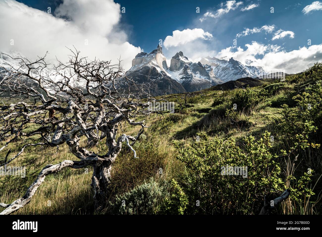 Cerro Paine Grande / Torres del Paine, Torres del Paine, Chile Stockfoto