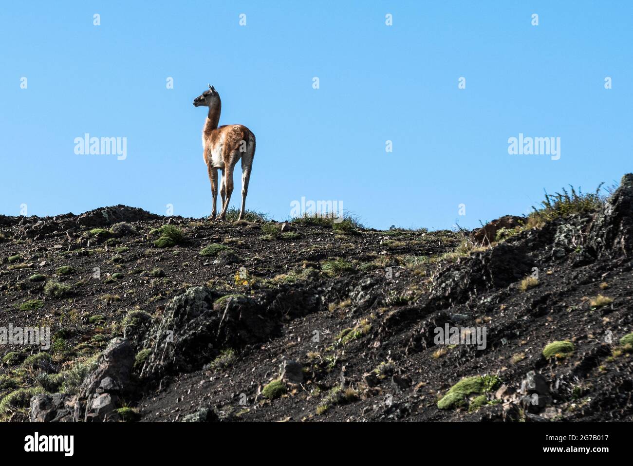 Guanaco, Patagonien, Chile Stockfoto