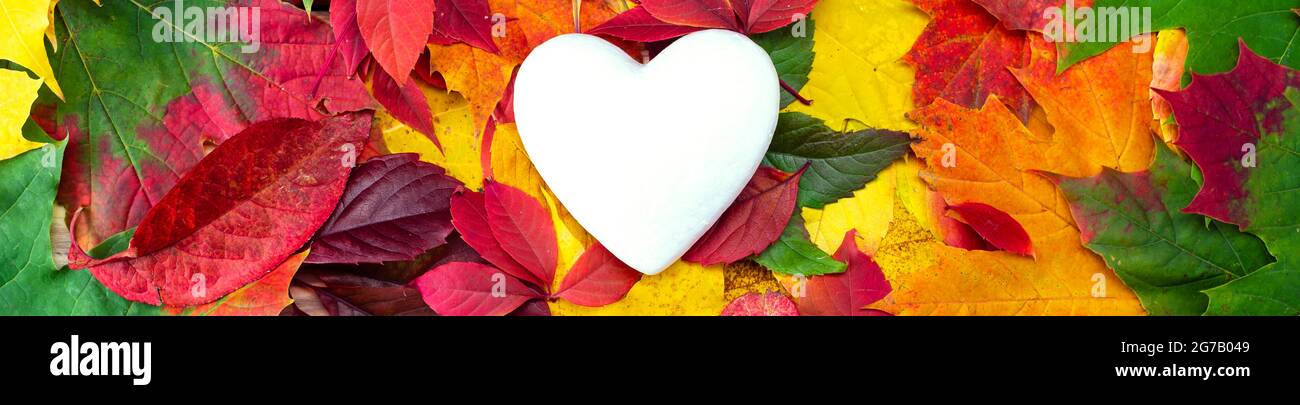 Weißes Herz auf bunten Herbstblättern. Herz öffnen, Platz kopieren. Das Konzept der unerwiderten Liebe, Verliebtheit oder Einsamkeit. Herbsthintergrund. Stockfoto