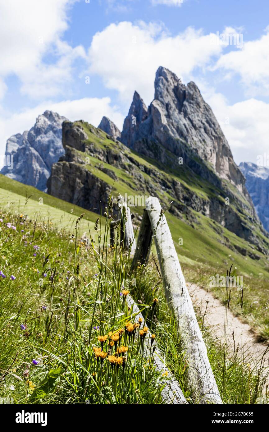 Blumenwiese, Seceda, Gröden, Italien Stockfoto