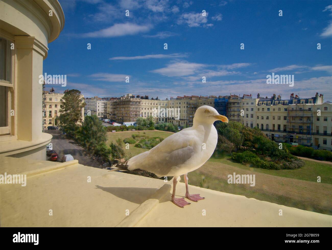 Neugierige Möwe, die durch ein Fenster hereinspätet. The Regency Periode Brunswick Square, Hove, East Sussex, England, Großbritannien. Stockfoto