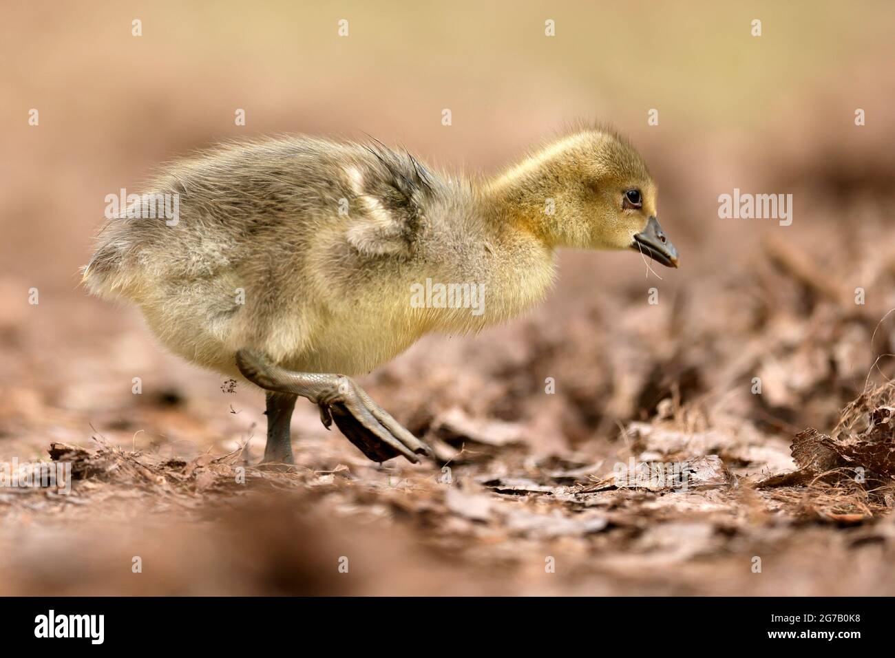 Graugans (Anser anser) Küken auf einer Wiese, Deutschland Stockfoto Graugans (Anser anser) Küken auf einer Wiese, Deutschland Stockfoto