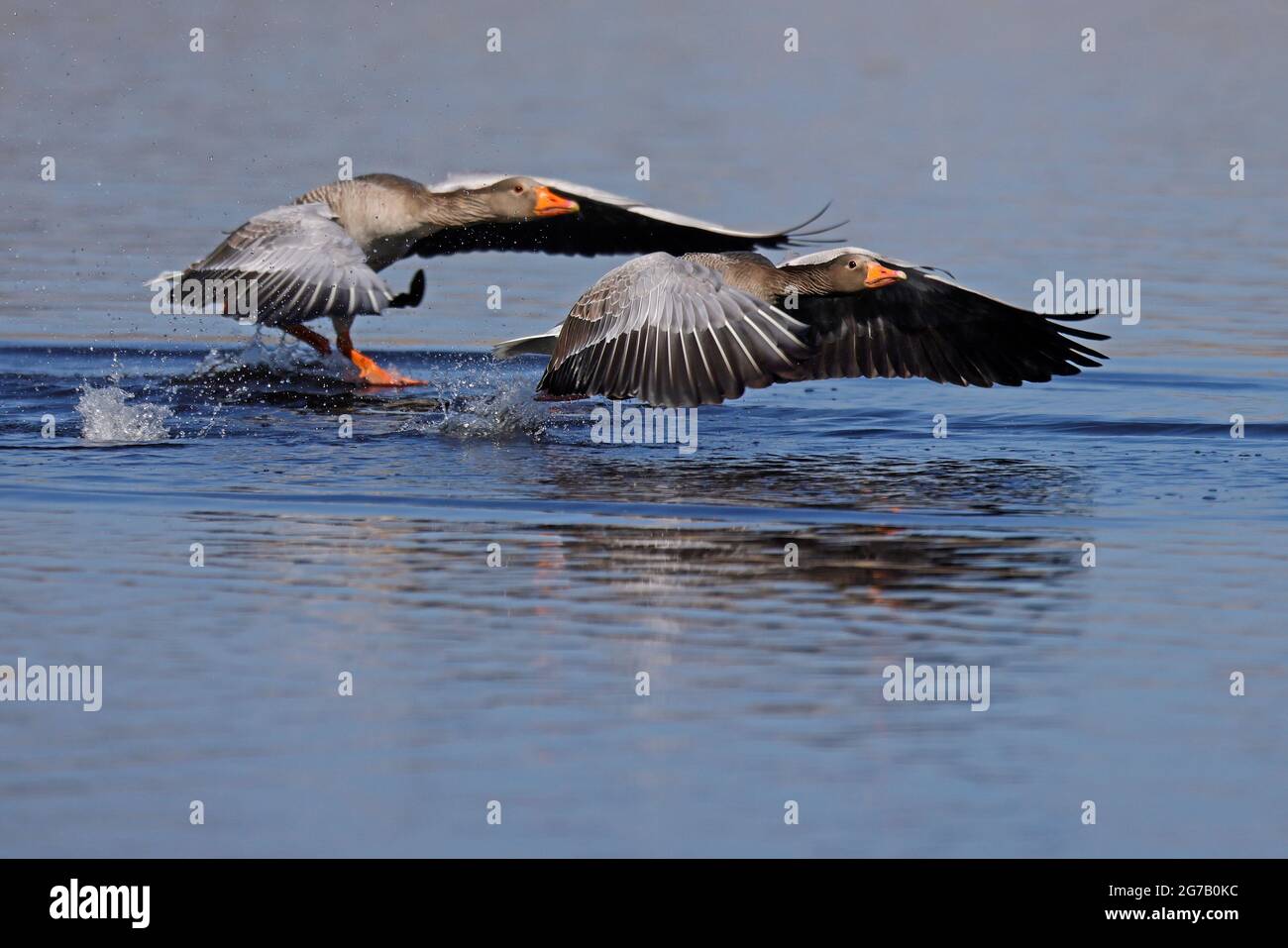 Graugans (Anser anser), Deutschland Stockfoto Graugans (Anser anser), Deutschland Stockfoto