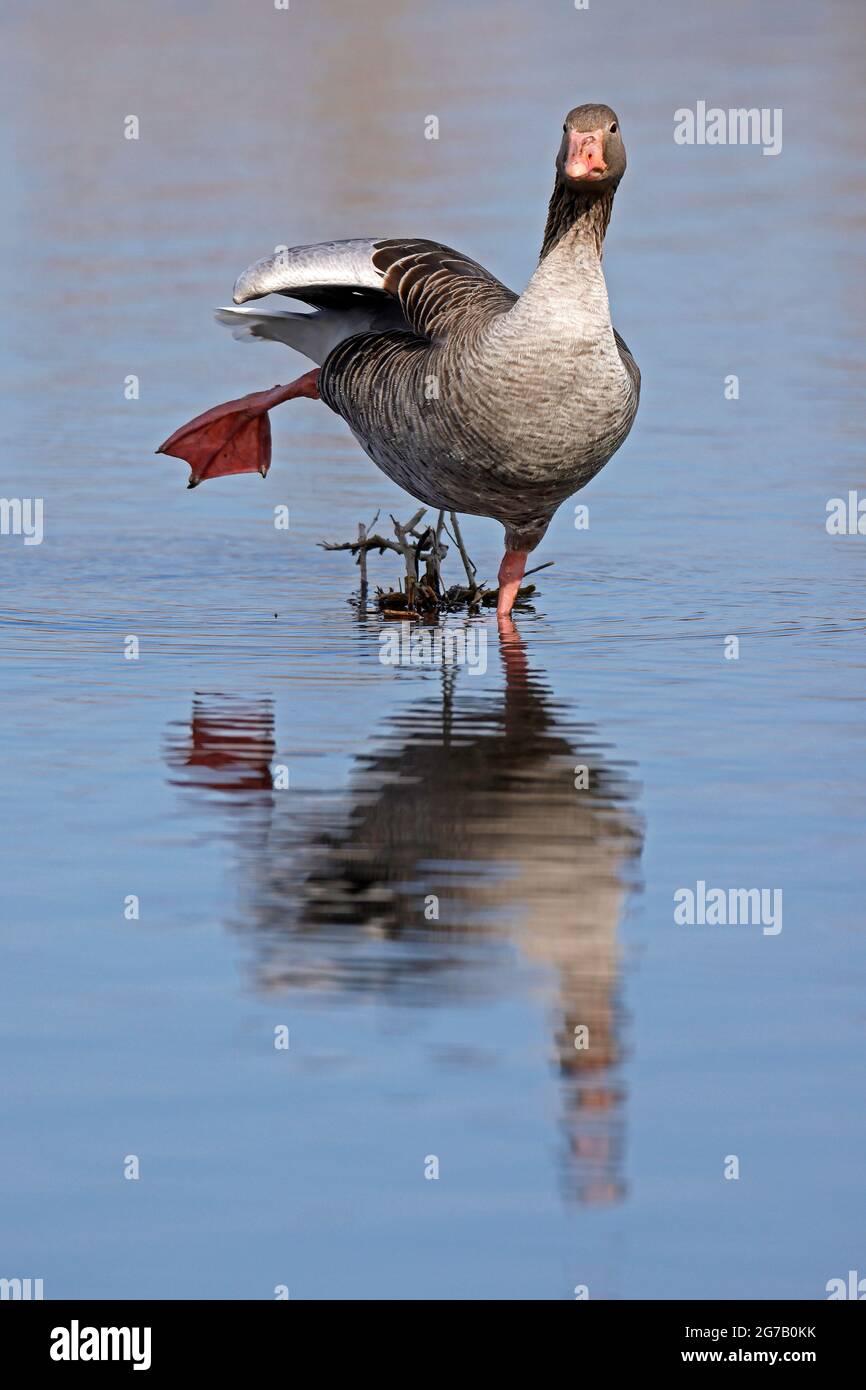 Graugans (Anser anser) stehend, Deutschland, Europa, Stockfoto