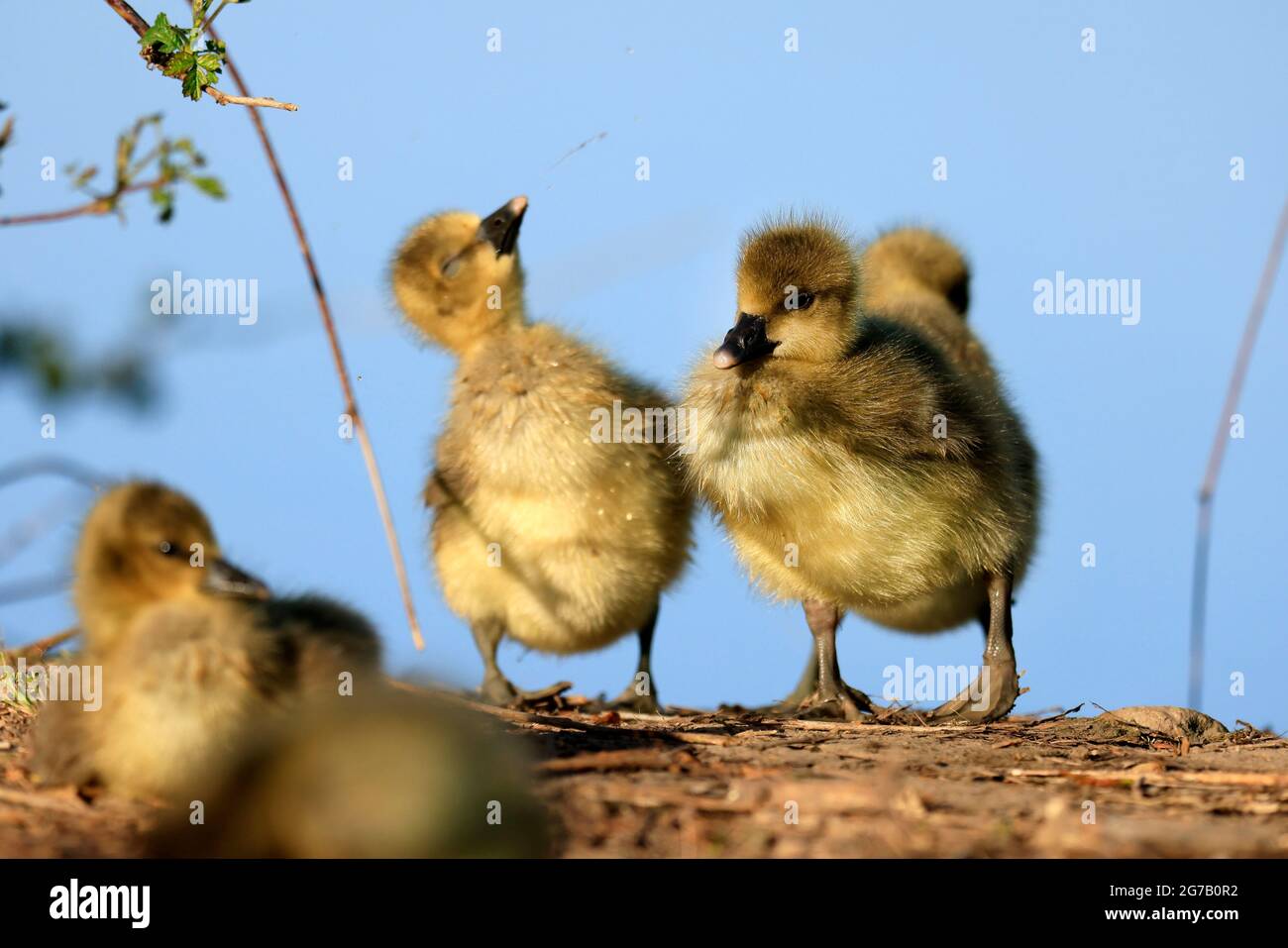 Graugans (Anser anser) Küken auf einer Wiese, Deutschland Stockfoto Graugans (Anser anser) Küken auf einer Wiese, Deutschland Stockfoto