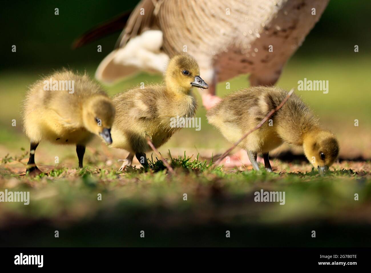 Graugans (Anser anser) Küken auf einer Wiese, Deutschland Stockfoto Graugans (Anser anser) Küken auf einer Wiese, Deutschland Stockfoto
