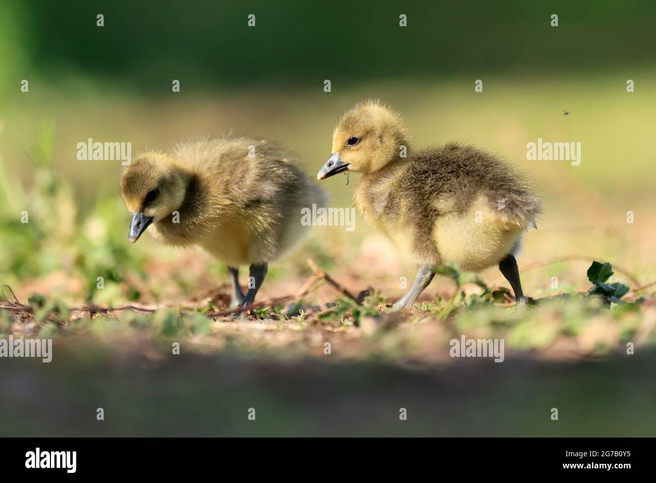 Graugans (Anser anser) Küken auf einer Wiese, Deutschland Stockfoto Graugans (Anser anser) Küken auf einer Wiese, Deutschland Stockfoto