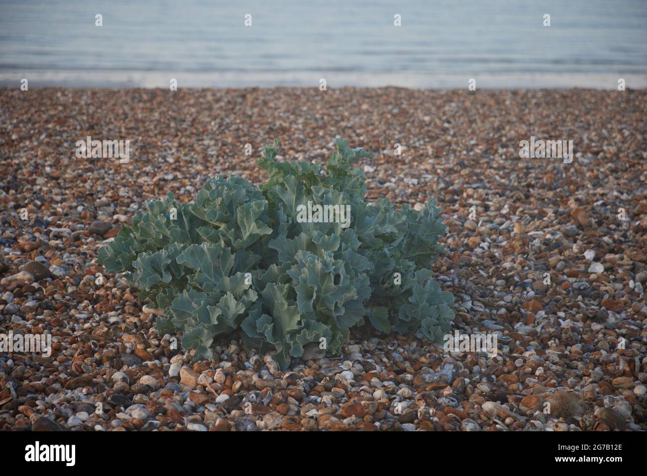 Seakale wuchs auf dem Kies eines Strandes an der Südküste großbritanniens. Stockfoto