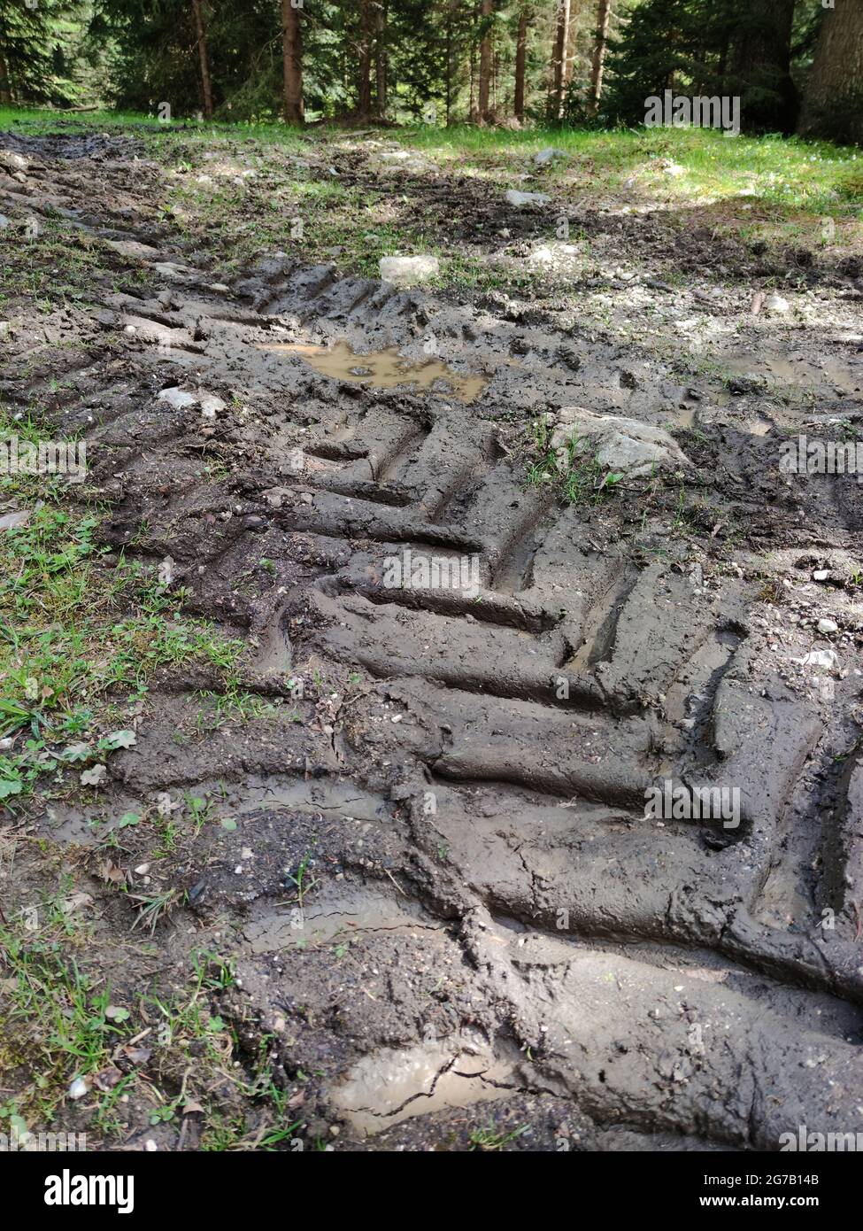 Tiefe Reifenspuren auf regennassem Waldboden Stockfoto