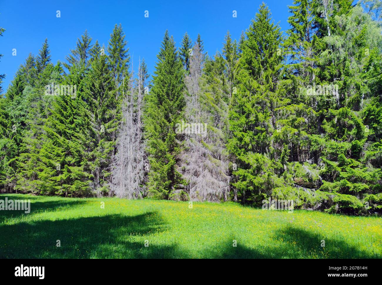 Rinde rand Fotos und Bildmaterial in hoher Auflösung Alamy