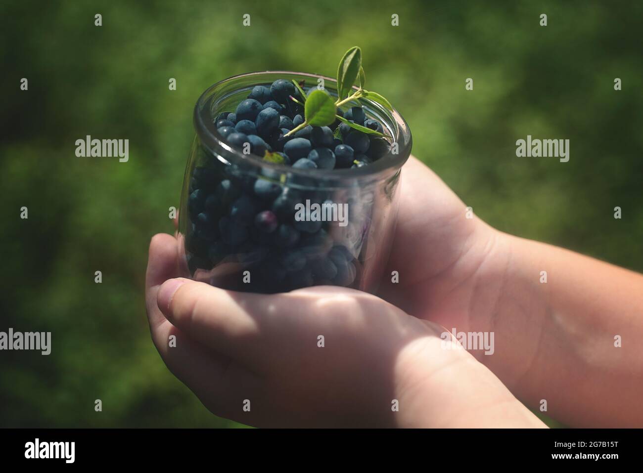 Heidelbeeren in einem Glas, das von Kinderhänden gehalten wird. Grüner Hintergrund. Hochwertige Fotos Stockfoto