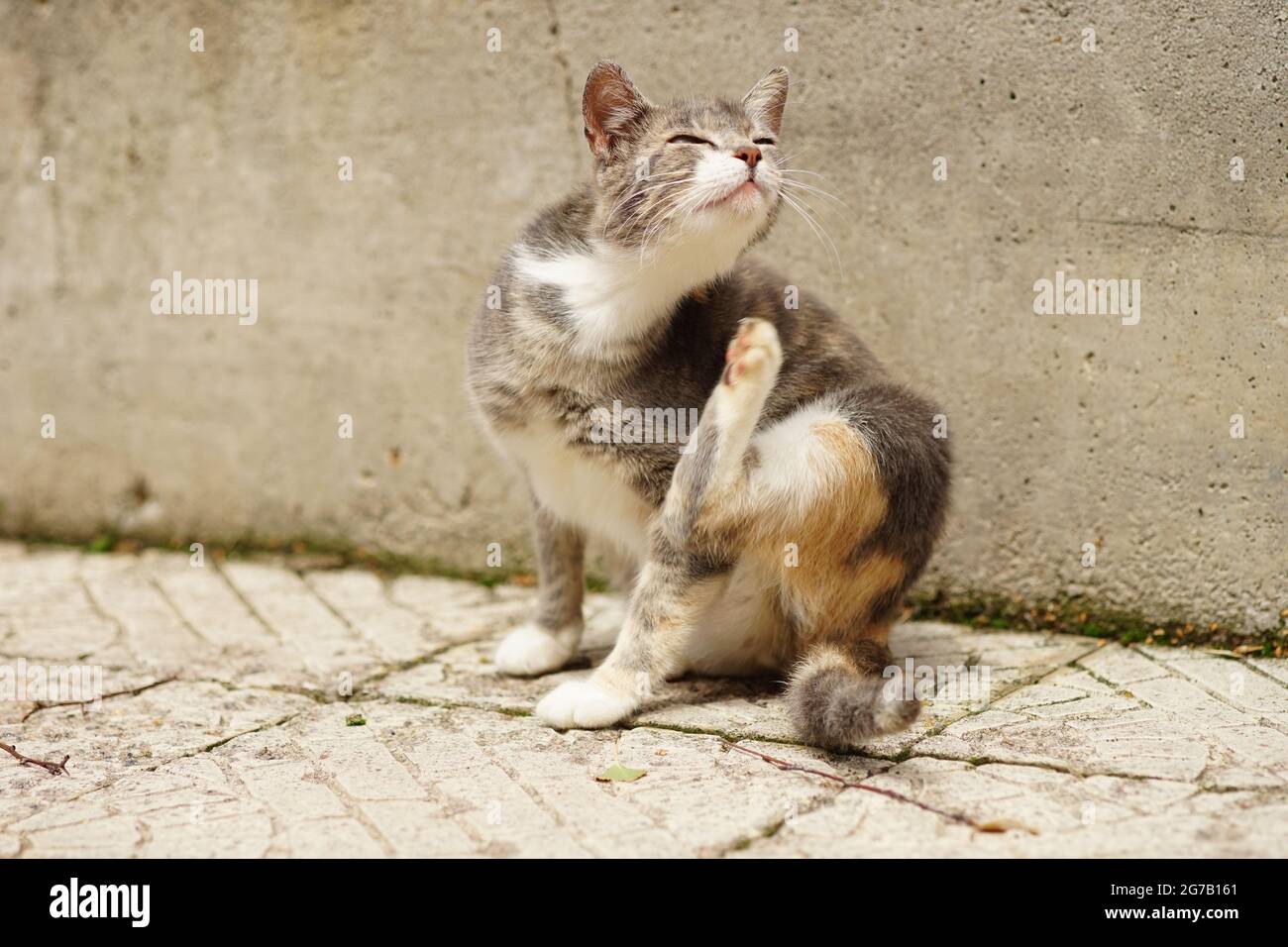 Graue Kitty Pfote kratzende Flöhe auf der Straße. Stockfoto