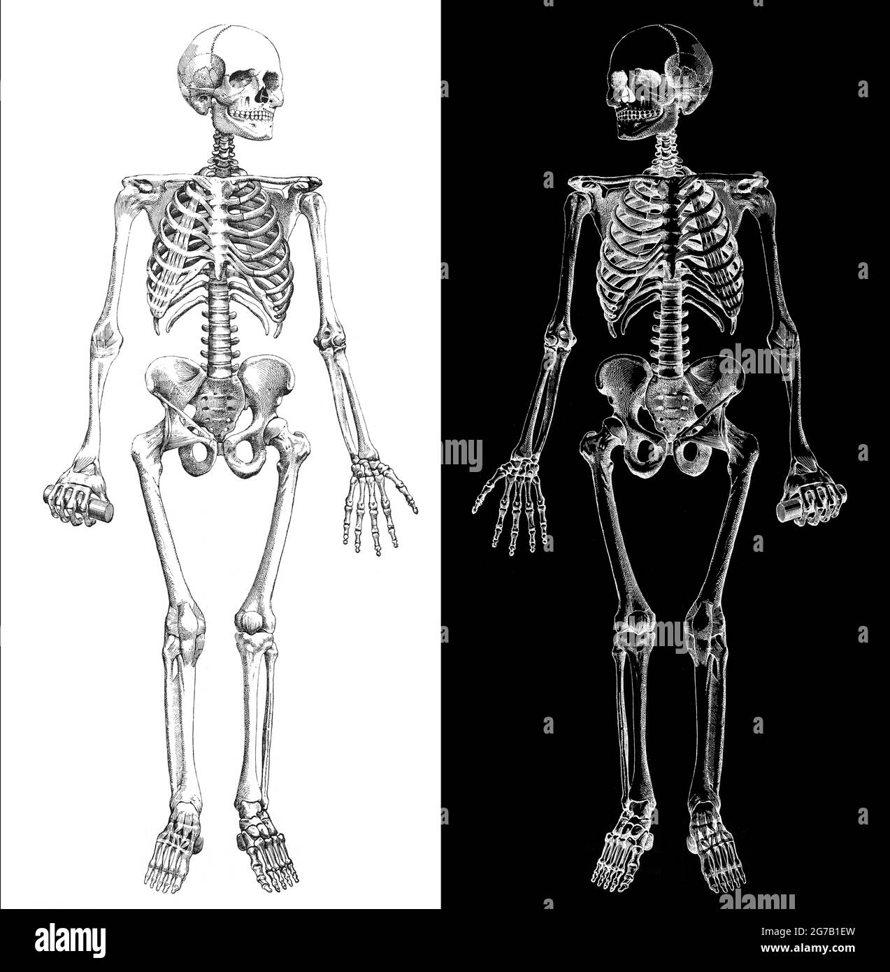 Das menschliche Skelett. Modifiziertes Kompositbild aus einer antiken medizinischen Illustration des menschlichen Skeletts um 1900 von Larousse, Pierre; Augé und Claude Stockfoto