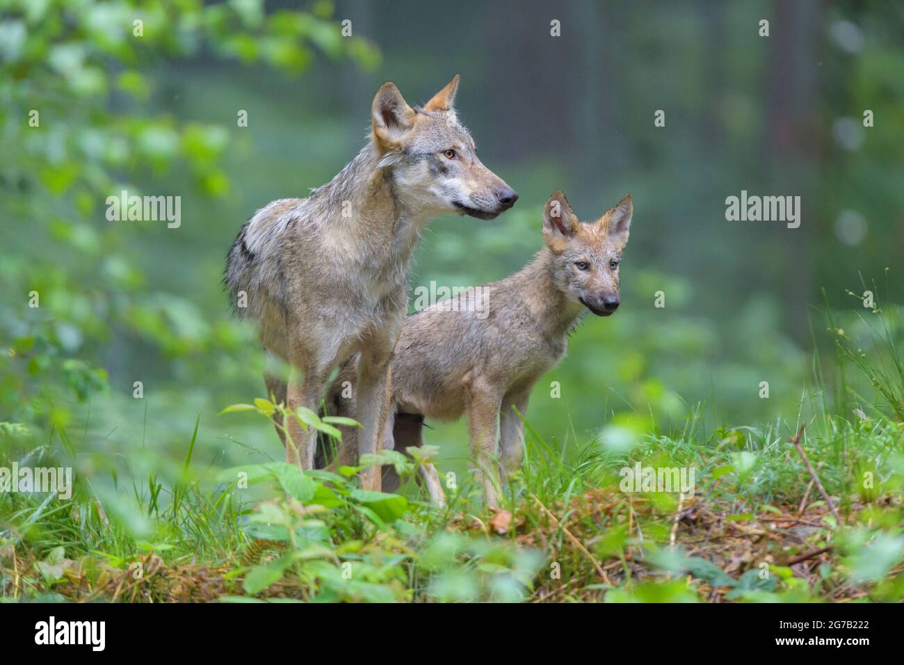 Wolf, Canis lupus, mit Jungtier Stockfoto
