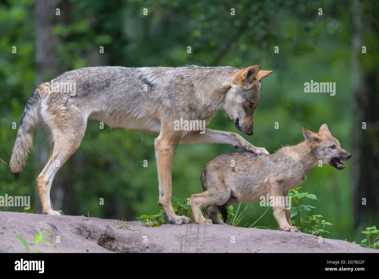 Wolf, Canis lupus, mit Jungtier Stockfoto