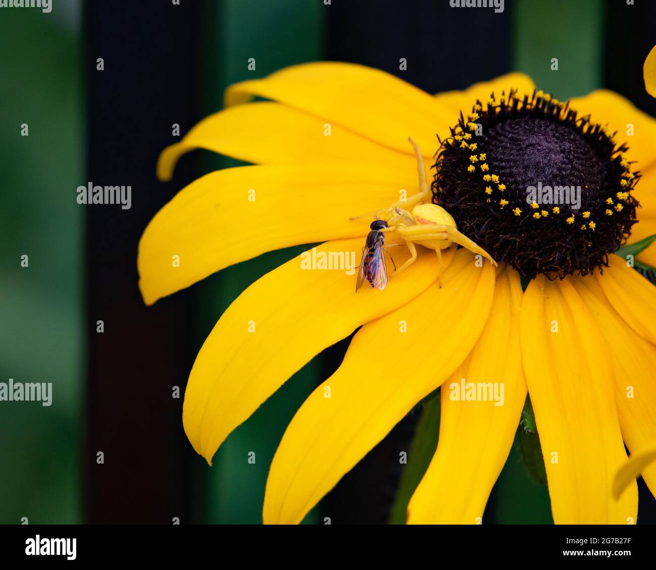 Eine gelbe Blütenspinne, Misumena vatia, auch bekannt als Goldrutenkrabbenspinne, die sich auf einer kleinen Fliege oder Biene auf einer gelben Rudbeckia-Blume in einem Garten ernährt. Stockfoto