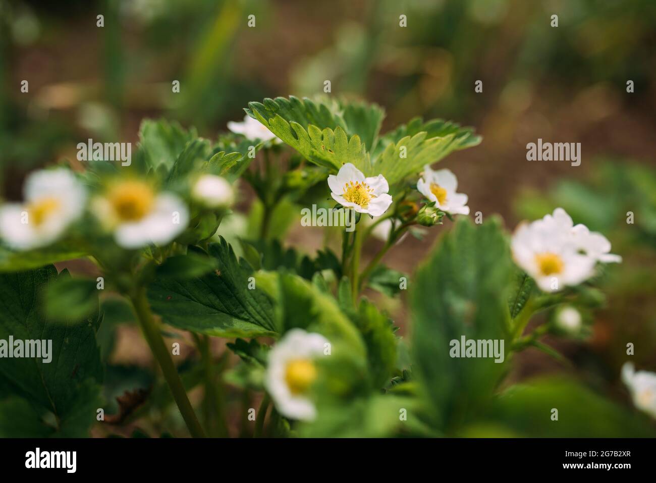 Weiße Blüten der Erdbeerpflanze Stockfoto