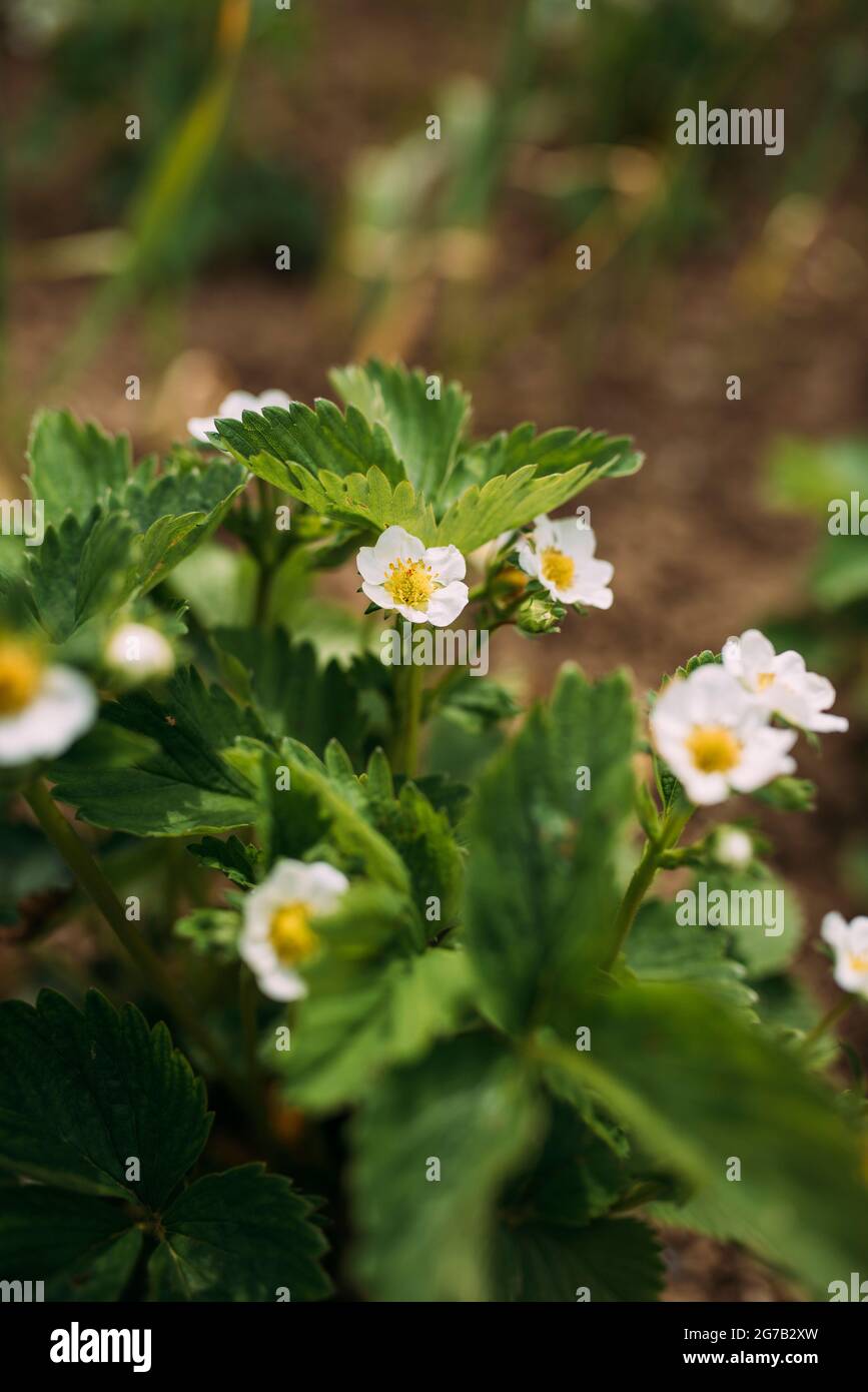 Weiße Blüten der Erdbeerpflanze Stockfoto