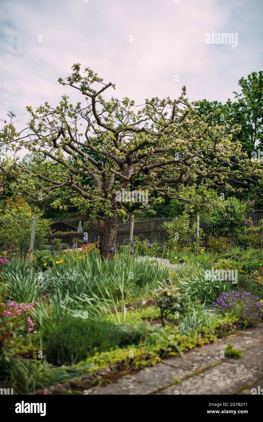 Blühender Apfelbaum im Frühjahr Stockfoto