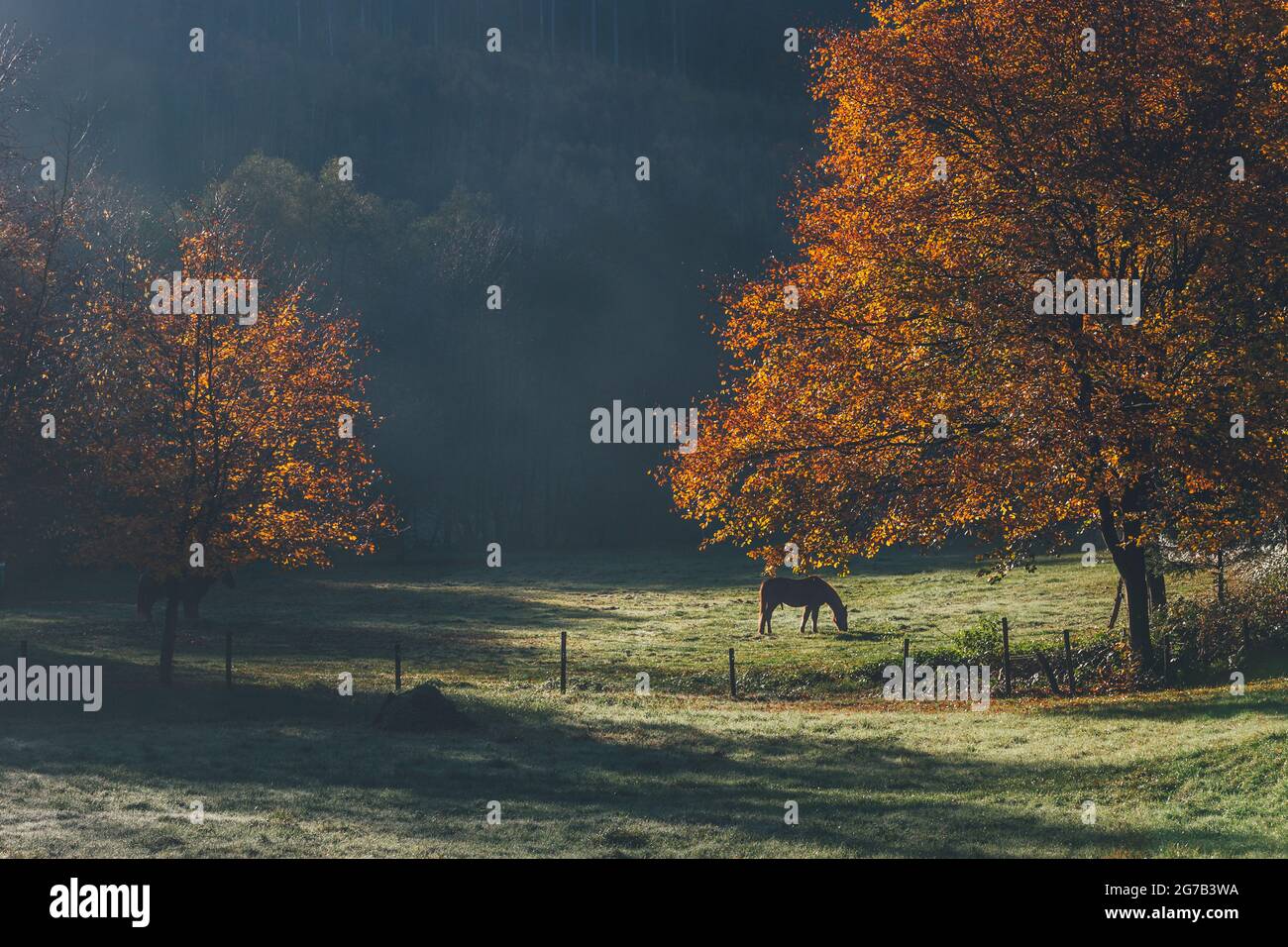 Wiese mit Pferd im Herbst, Nationalpark Eifel, Deutschland Stockfoto