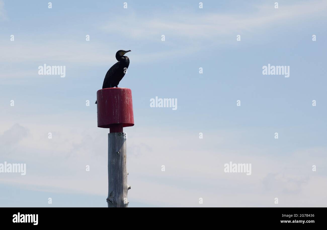 Seevögel auf einem hohen Pol. Stockfoto