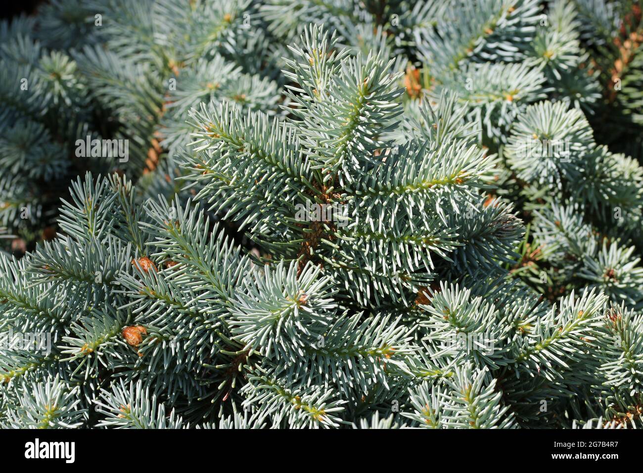 Colorado blaue Fichte, Picea pungens Sorte Gloria, Blätter in hellem Sonnenlicht ohne Hintergrund und verschwommene Blätter um die Ränder. Stockfoto