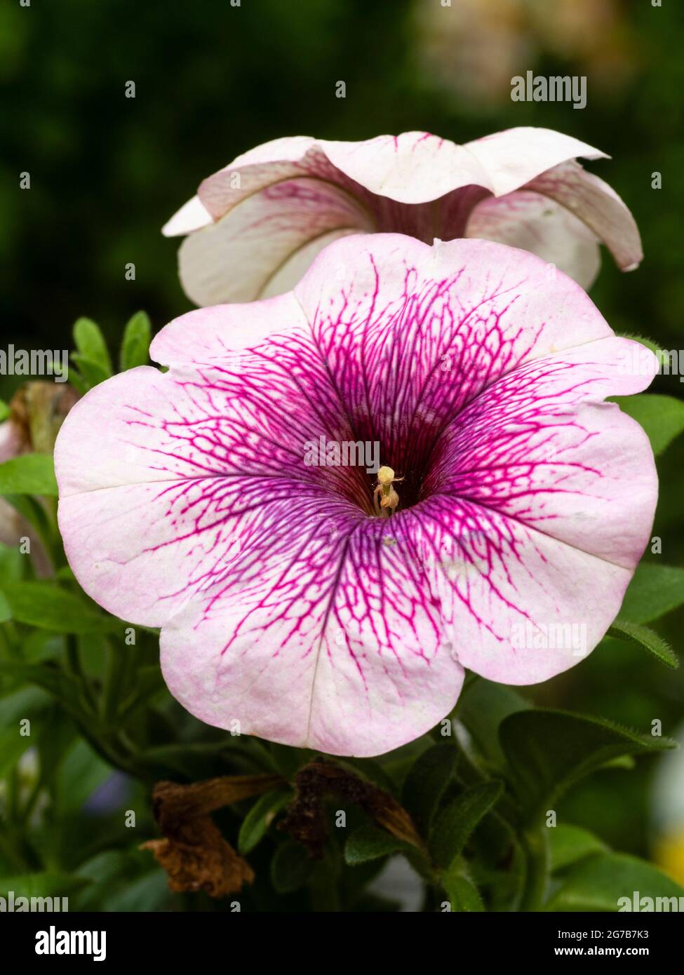 Netzrosafarbene und weiße Blüten des zarten, sommerblühenden Behälters mit mehrjähriger Petunie „Potunia Pink Orchid“ Stockfoto