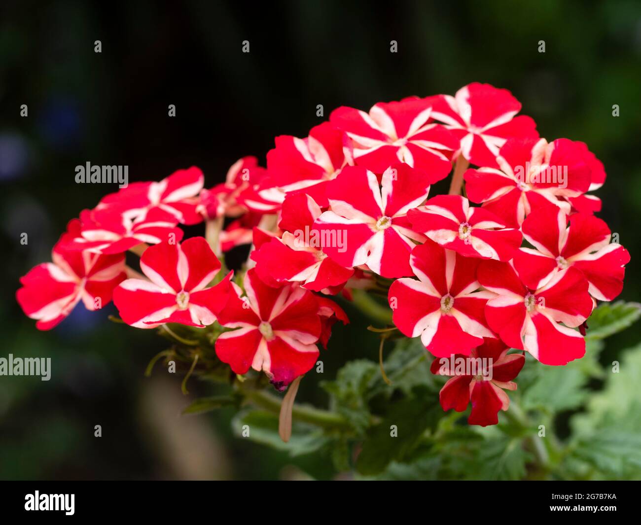Rot-weiß gestreifte Blüten der zarten Sommerbettwäsche- und Containerpflanze Verbena 'Estrella Voodoo Star' Stockfoto